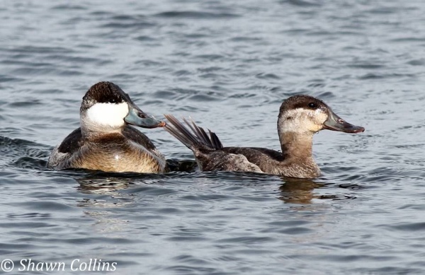 Ruddy ducks at Conneaut Lake, PA in January (photo by Shawn Collins)
