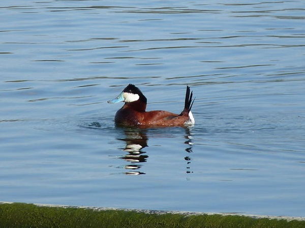 Male ruddy duck in breeding plumage (photo from Wikimedia Commons)