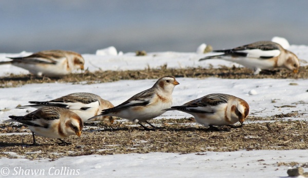 Snow buntings, Crawford County, Jan 2014 (photo by Shawn Collins)