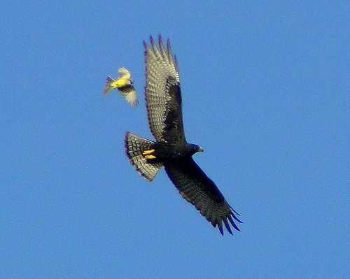 Tropical kingbird attackes a zone-tailed hawk (photo by barloventomagico, Creative Commons license via Flickr)