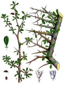 Commiphora myrrha produces myrrh (image from Wikimedia Commons)