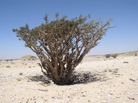 Frankincense tree, Boswellia sacra (photo from Wikimedia Commons)