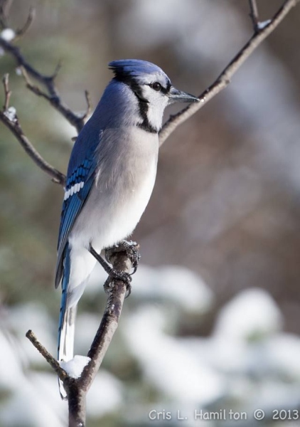 Blue jay in winter (photo by Cris Hamilton)