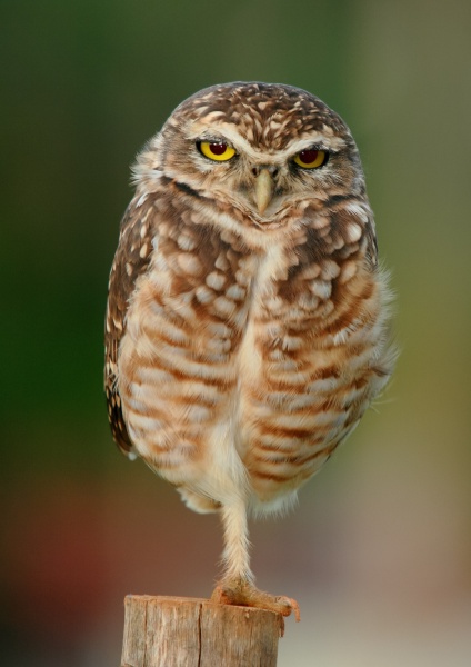 Burrowing owl near Goiânia, Goiás, Brazil, standing on one leg (photo from Wikimedia Commons)