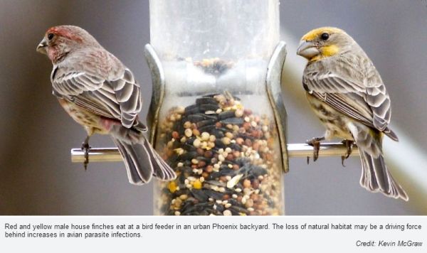 House finches in Phoenix, Arizona (photo by Kevin McGraw, Arizona State University)
