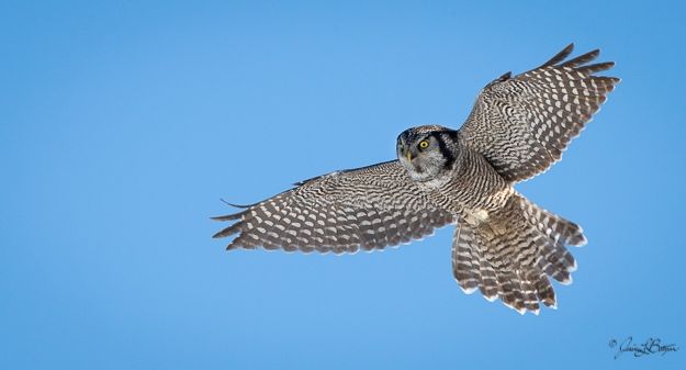 Northern hawk owl (photo by Jessica Botzan)