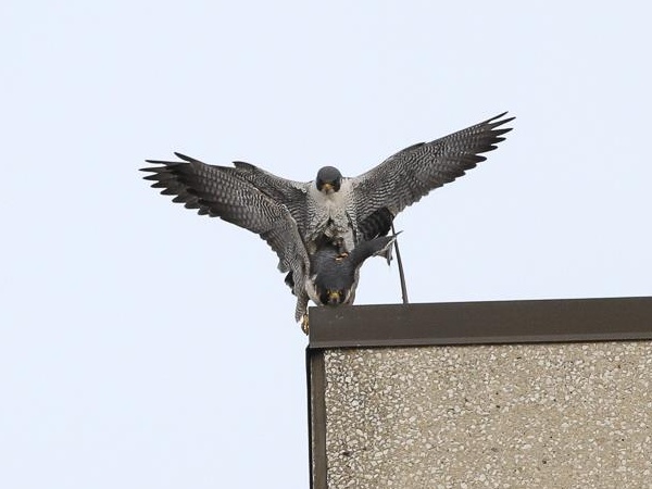 Peregrines, Titan and GG, mating in Lakewood, OH (photo by Chad+Chris Saladin)