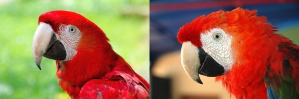 Faces of green-winged and scarlet macaws (photos from Wikmedia Commons)