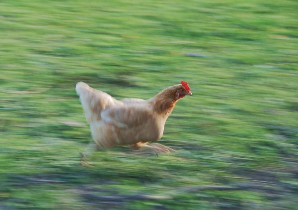 Chicken running fast (photo from Wikimedia Commons)