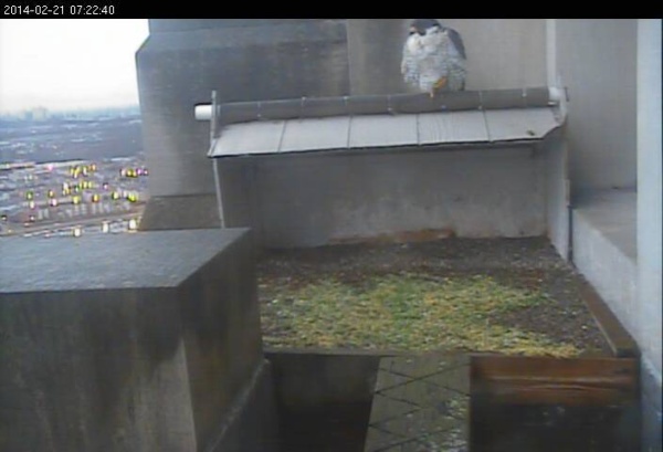 Dori at the Gulf Tower nest, 21 Feb 2014 (photo from the National Aviary falconcam at the Gulf Tower, Pittsburgh)