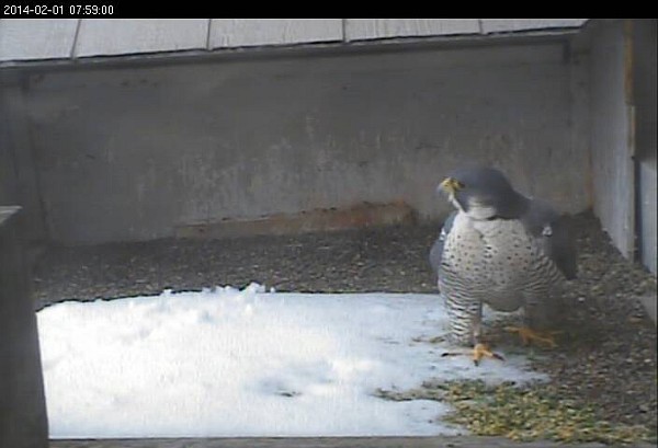 Peregrine at the Gulf Tower nest, 1 Feb 2014 (photo from the National Aviary falconcam at GulfTower)
