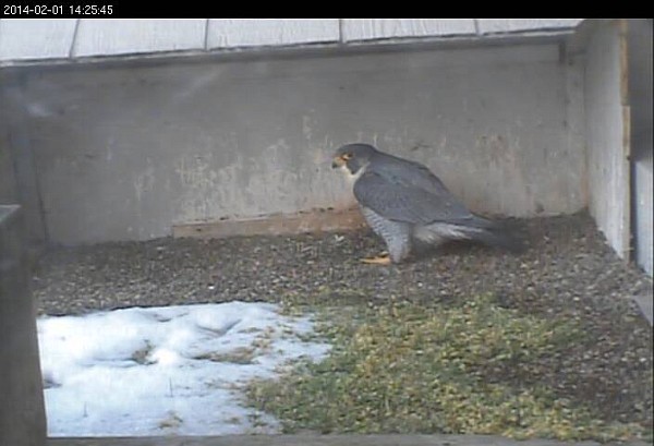 Peregrine at the Gulf Tower nes, 1 Feb 2014, 2:25pm (photo from the National Aviary falconcam at Gulf Tower)