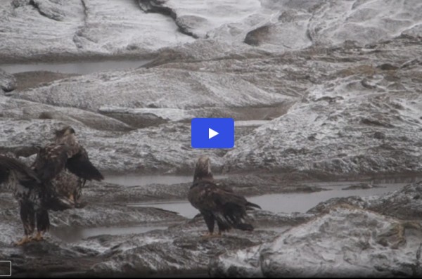Link to video of bald eagles at Safe Harbor Dam by Meredith Lombard