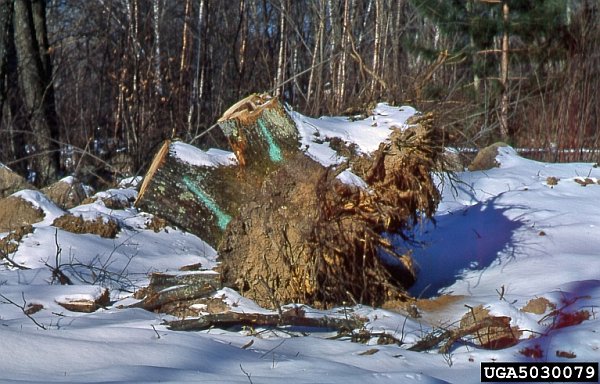 Oak stump upended to prevent the spread of oak wilt (Joseph O'Brien, USDA Forest Service, Bugwood.org)