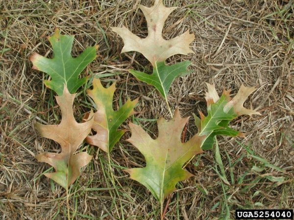Oak leaves showing oak wilt (Joseph O'Brien, USDA Forest Service, Bugwood.org)