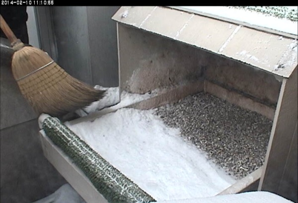 Broom sweeping snow away from nest area (photo from the National Aviary snapshot camera at Univ of Pittsburgh)