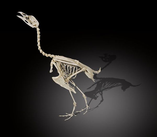 Skeleton of wood grouse, Museum of Toulouse (photo from Wikimedia Commons)