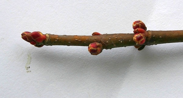 Red maple buds, swollen in spring (photo by Kate St. John)