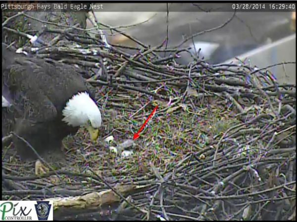 First eaglet of 2014 at Pittsburgh's Hays bald eagle nest, 28 March (snapshot from the eaglecam)