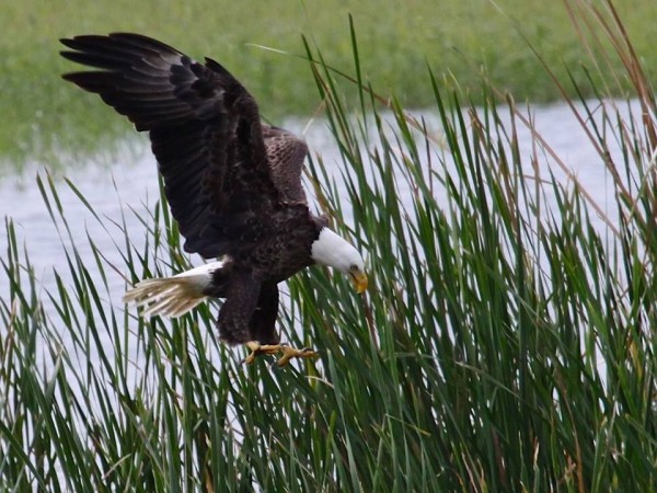 Bald eagle on the hunt in Florida (photo by Chuck Tague)