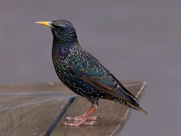 European starling in Toulouse, France (photo from Wikimedia Commons, CC BY-SA 3.0)