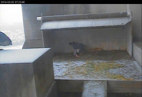 Peregrines bow at the Gulf Tower (photo from the National Aviary falconcam at Gulf Tower)