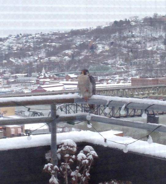 Peregrine visitor to Point Park'sLawrence Hall (photo by Amanda McGuire)