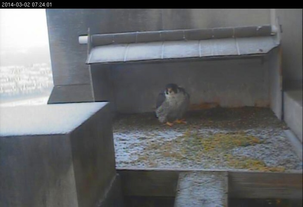 Female peregrine at the Gulf Tower nest (photo from the National Aviary falconcam at Gulf Tower)
