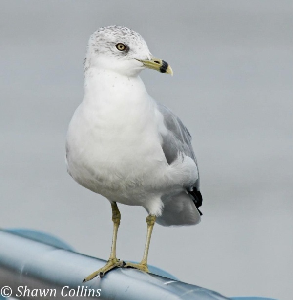Ring-billed gull in basic plumage (photo by Shawn Collins)