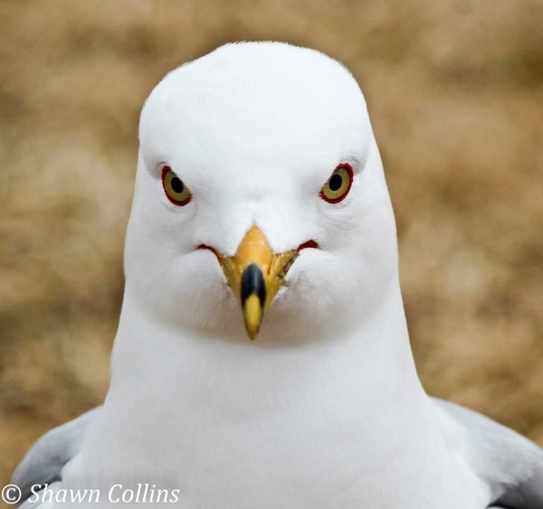 Ring-billed gull in breeding plumage (photo by Shawn Collins)