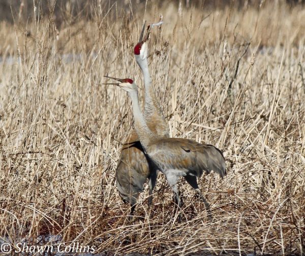 Pair of sandhill cranes crowing (photo by Shawn Collins)