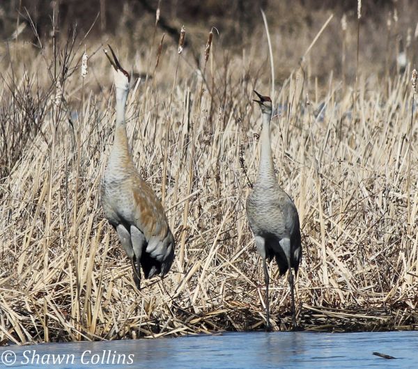 Pair of sandhill cranes calling (photo by Shawn Collins)