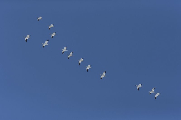 Snow geese in flight, Middle Crek 14 Mar 14 (photo by Dave Kerr)
