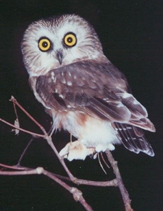 Saw-whet owl from PSO 2014 flier (photo by Sandy Lockerman)