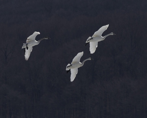 Tundra swans atMiddle Creek, 14 Mar 2014 (photo by Dave Kerr)