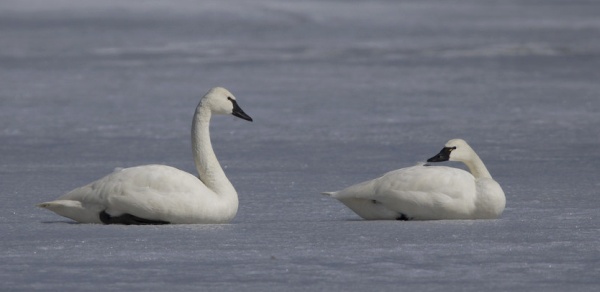 A pair of tundra swans glances at each other, Middle Creek 14 Mar 14 (photo by Dave Kerr)