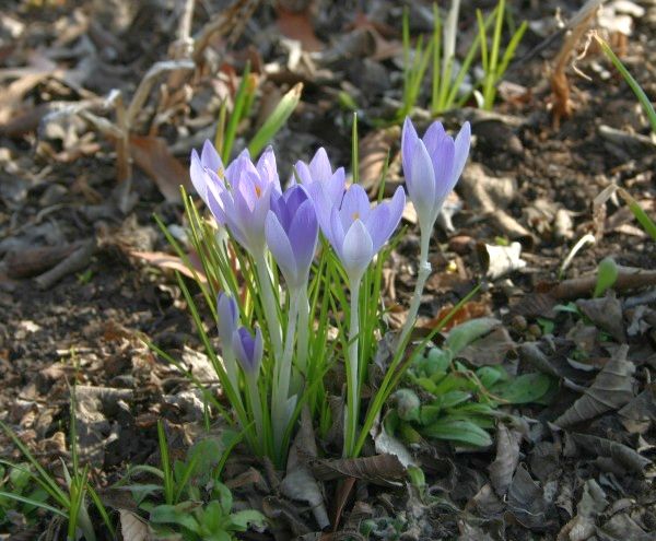 Crocuses blooming at Phipps outdoor garden, 22 Mar2014 (photo by Kate St. John)