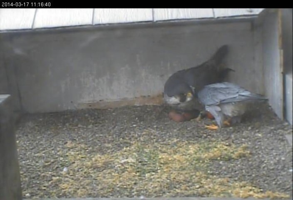 Dori and Louie with 4 eggs, 17 Mar 2014 (photo from the National Aviary falconcam at Gulf Tower)
