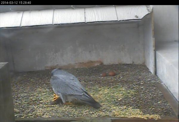 Louie brings food for Dori after she laid her second egg (photo from the National Aviary falconcam at Gulf Tower)