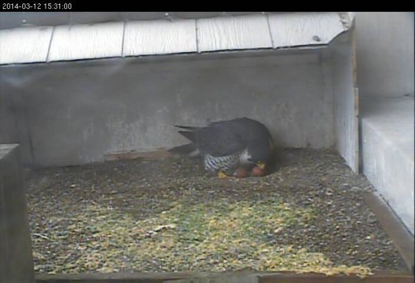 Dori with two eggs, 12 March 2014, 3:30pm (photo from the National Aviary falconcam at Gulf Tower)