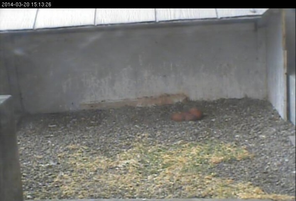 5 eggs at teh Gulf Tower (photo from the National Aviary falconcam at Gulf)
