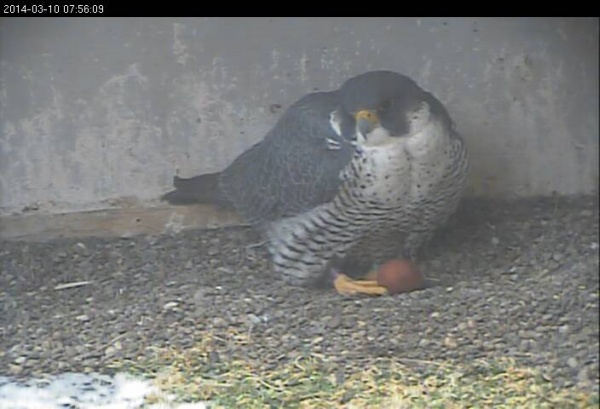 Dori with first egg, 10 March 2014 (photo from the National Aviary falconcam at Gulf Tower)
