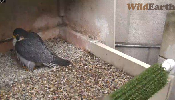 Dorothy looks as if she'll lay an egg any minute now, 12 Mar 2014 (photo from the National Aviary falconcam at Univ of Pittsburgh)