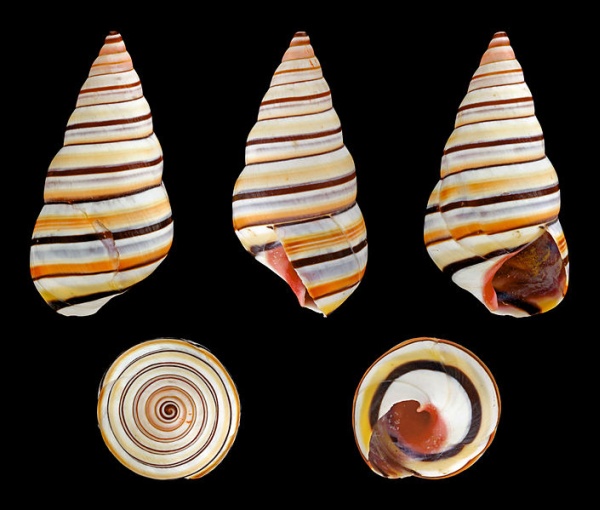 Shell, Liguus virgineus (photo by H. Zell, Wikimedia Commons)
