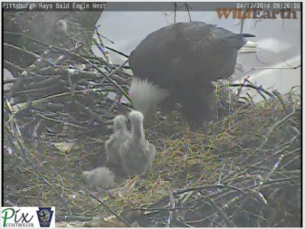 Eaglet#3 crouches to avoid another hit from Eaglet#1 (snapshot from the Pittsburgh Hays eaglecam)