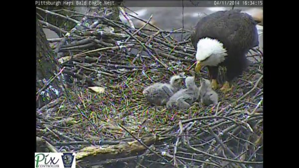 Three healthy eaglets at Pittsburgh Hays bald eagle nest, 11 April 2014 (phot ofrom the Pittsburgh Hays eaglecam)