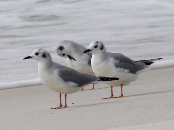 Bonaparte's gulls loafin on the beach in Florida (photo by Chuck Tague)
