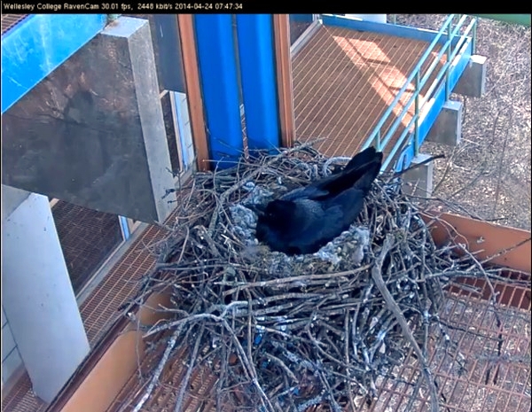 Raven on nest at Wellesley College (screenshot from Wellesley College ravencam)