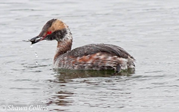 Horned grebe (photo by Shawn Collins)
