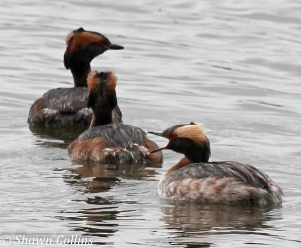 Three horned grebes in breeding plumage (photo by Shawn Collins)